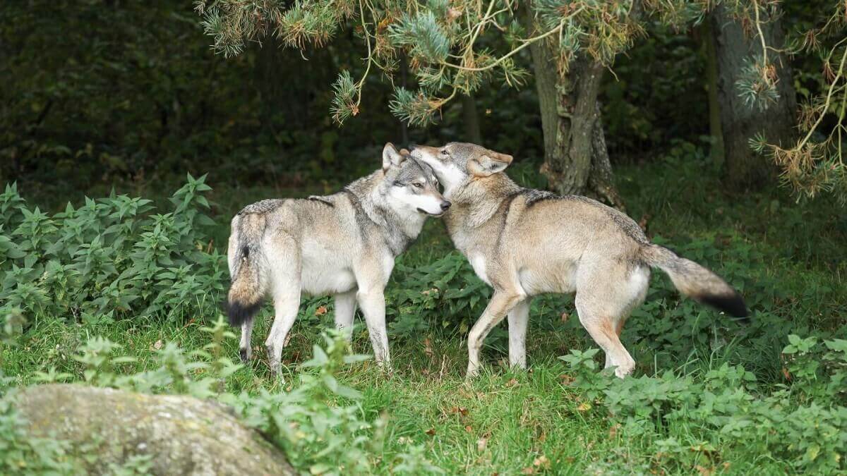 Two wolves in the wild. A new review has found that animals do not avoid inbreeding.