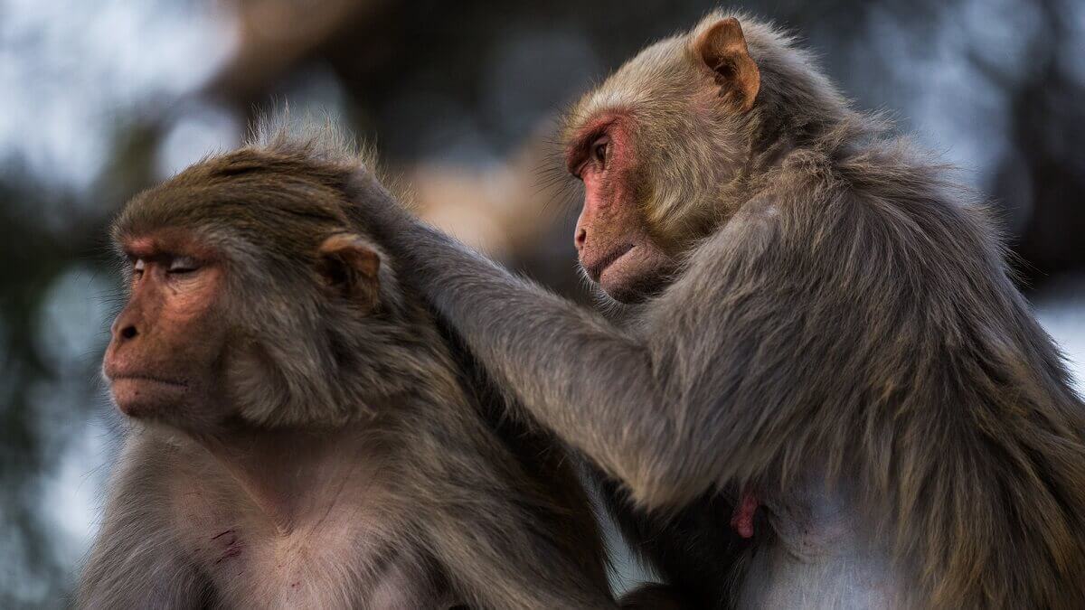 A pair of Rhesus macaques. Dunbar's number, based on analysis of primate brains and groups, suggests a limit on social connections - but new research disputes it.
