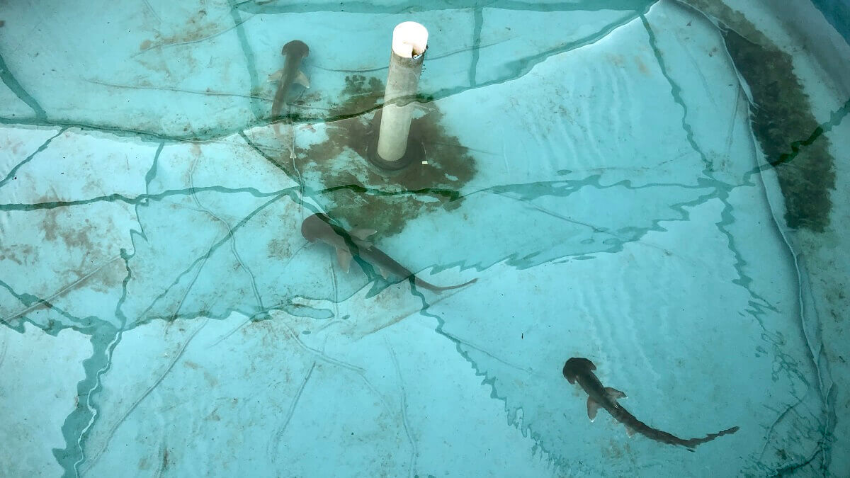 An overhead shot of bonnethead sharks in the holding tank.