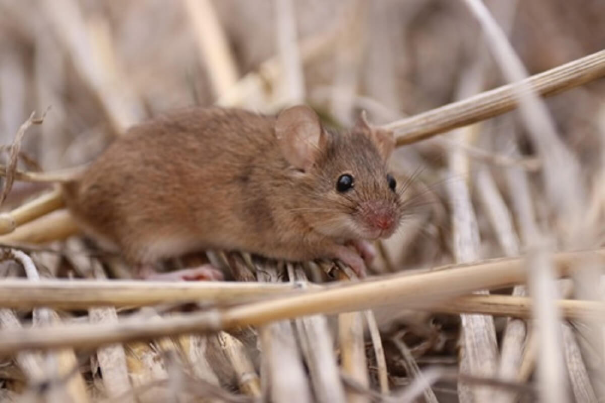 Mouse in wheat stubble.