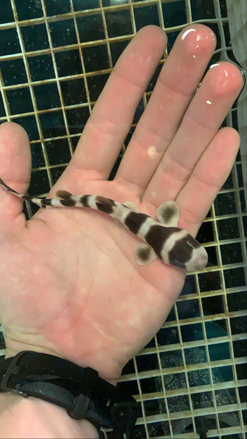 A small white and black striped shark on a persons hand. The shark is the size of the persons finger