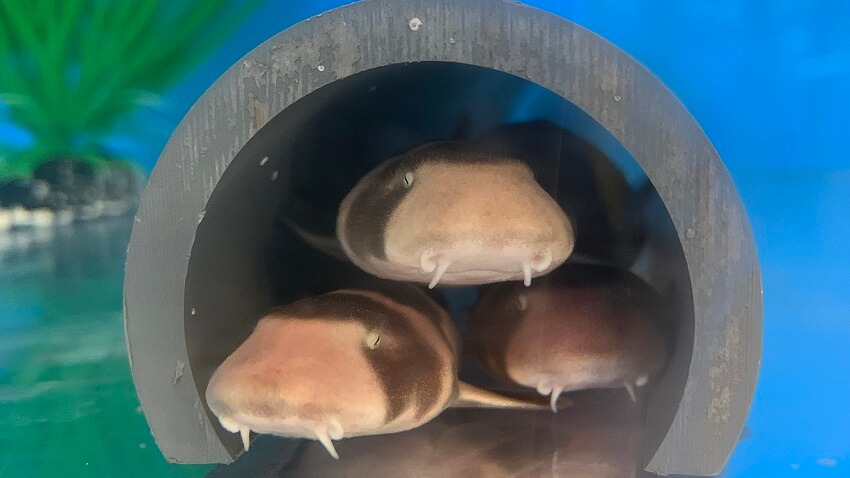 Three baby sharks in a tube. They are beige and have a black stripe over their eye. They have two little protrusions on the side of their mouth