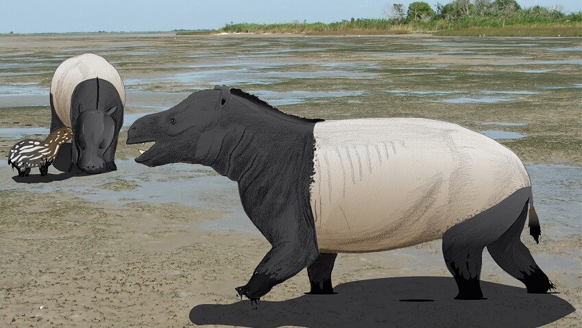 A reconstruction of the brown-bear-sized mammals. They have long, fat bodies. They are black but their middle is white. they have a small tail and a stretched nose.
