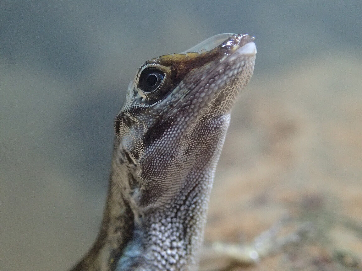 A lizard head. It has an open black eye and looks at the camera. It has silverish skin. There is a flat big bubble on its nose