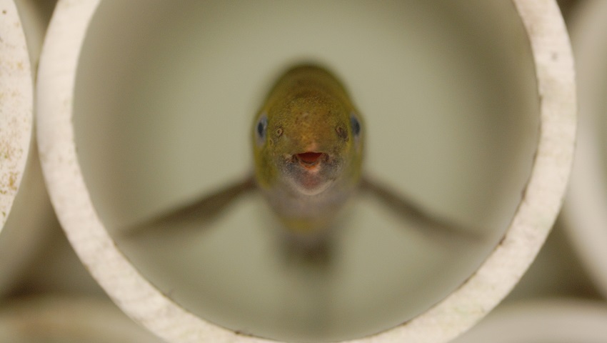 A fish inside a pipe. The fish is yellow brown
