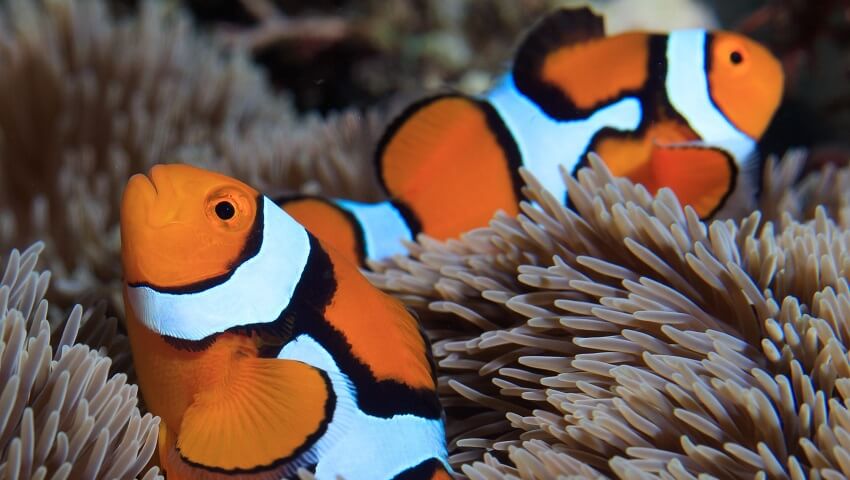 Two clown fish in an anemone. Yhe fish are orange, with white and black stripes. The anemone is made og finger-like brown hairs.