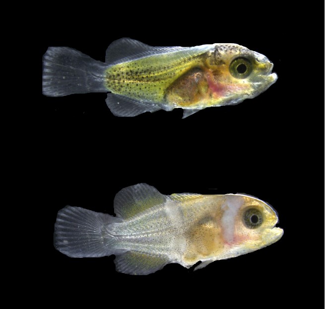 Two fish. The top fish has translucent tail and finds and body. It is yellow underneath its skin and the skin has black sport. The bottom fish is white at the back and pale orange at the front, with one white stripe behind the eye