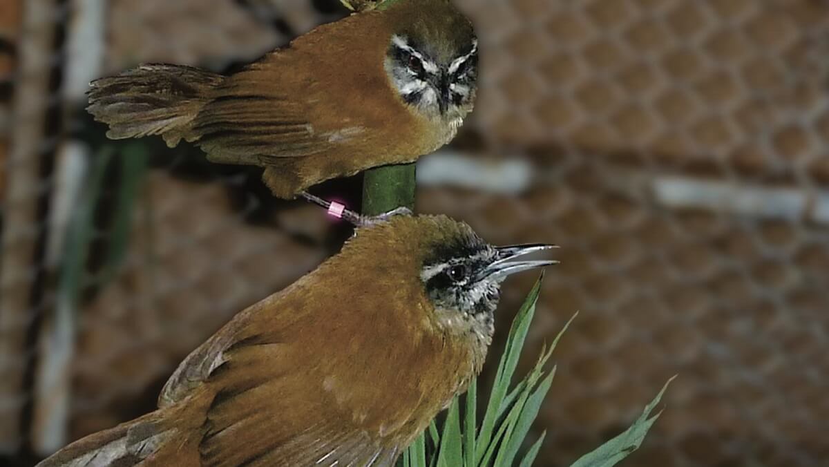 Two brown birds sitting on a branch. One has it's mouth open. They have black and white horizontal stripes on their face