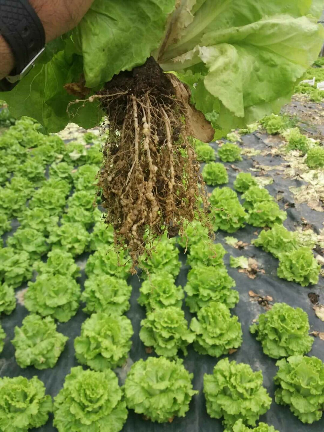 Lettuce roots. There are big welts on the roots. Behind the roots are more lettuces