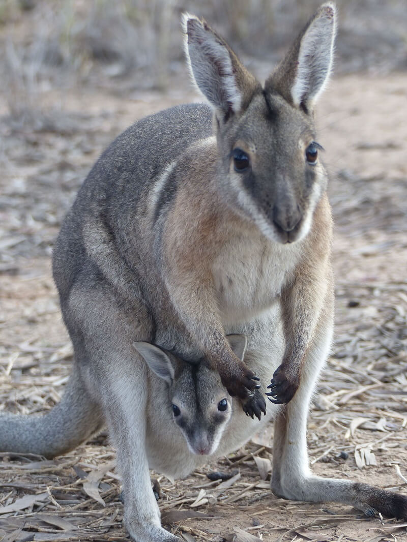 Wallaby with a baby walllaby in pouch