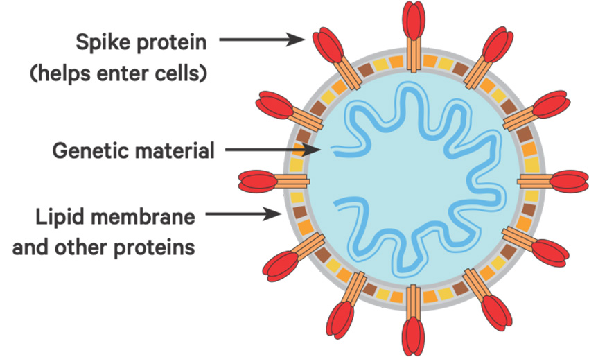 The coronavirus has a membrane of oily lipid molecules, studded with proteins that help the virus infect cells.