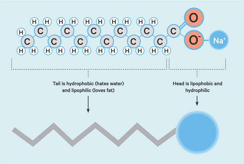 Soap molecules have a hybrid structure, with a hydrophilic head that bonds to water and a hydrophobic tail that avoids it.
