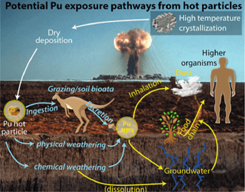Diagram showing exposure pathways for plutonium. Radioactive plutonium particles can get into the environment in a variety of different ways, including through soil groundwater, and direct inhalation by organisms. Once in the environment, they can travel through the food chain into other organisms.