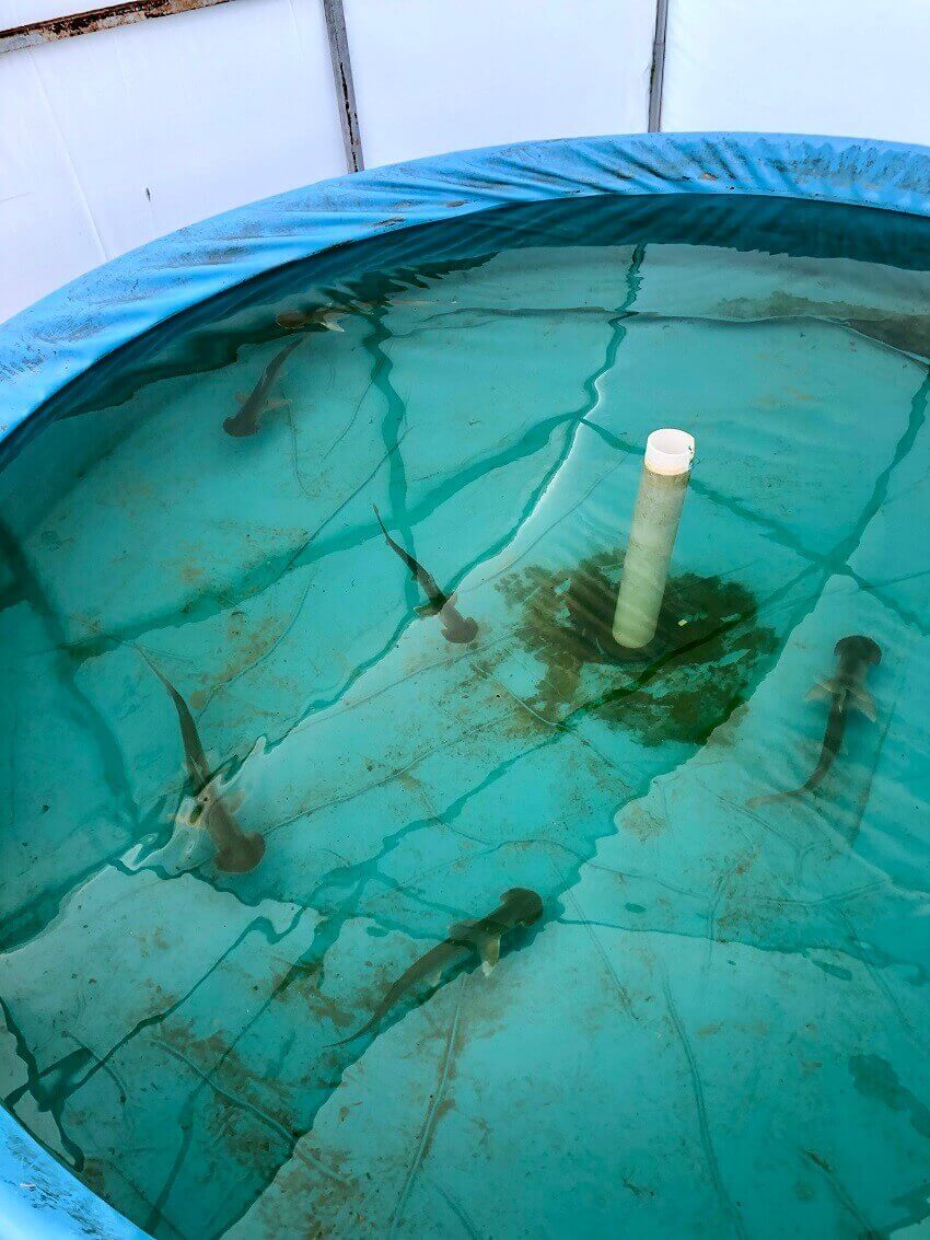 An overhead shot of bonnethead sharks in the holding tank.