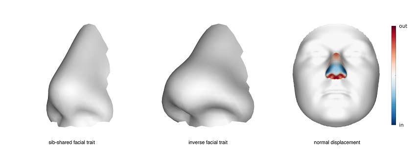 One of the facial traits analysed by the research - a long, narrow nose versus a shorter, broader nose.