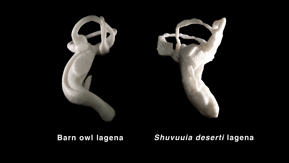 Barn owl vs shuvuuia deserti lagena small