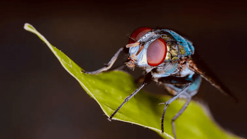 Fly infertility shows we're underestimating how badly climate change