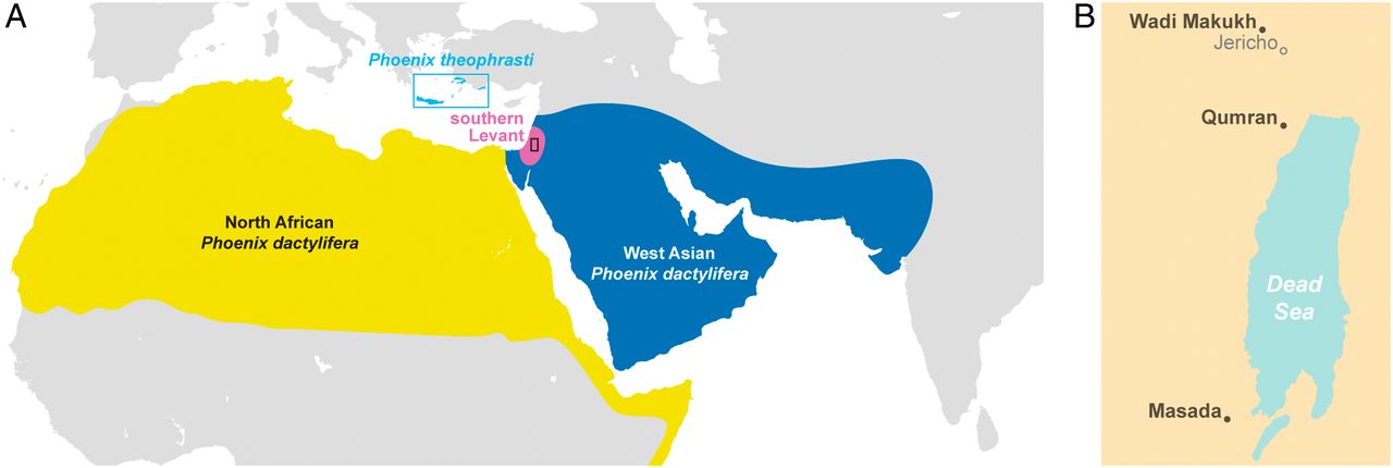 Map of west asian and levant, with judean date palm in pink