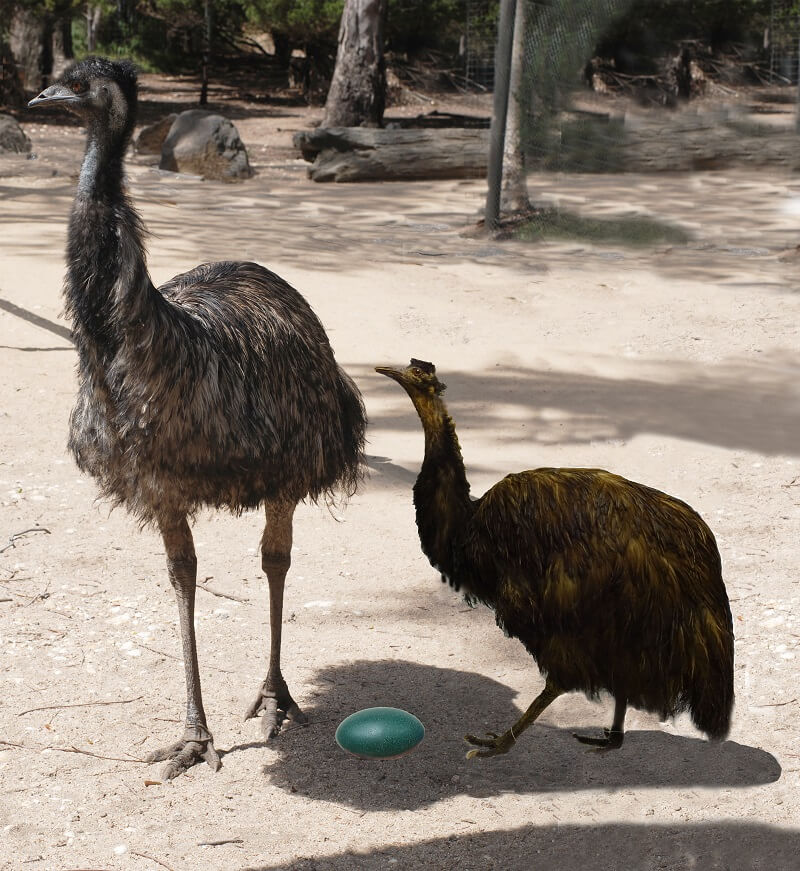 A big emu standing next to a cutout of an emu that is as tall as the big emus back