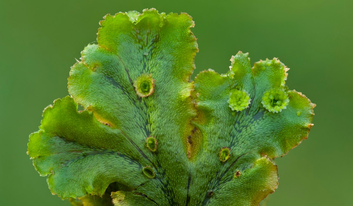 A close up of a green plant. It has a curcly strcture. The edges are yellow. In has hard protrusions scattered around