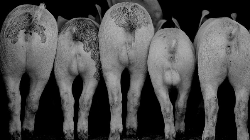 five pig bottoms