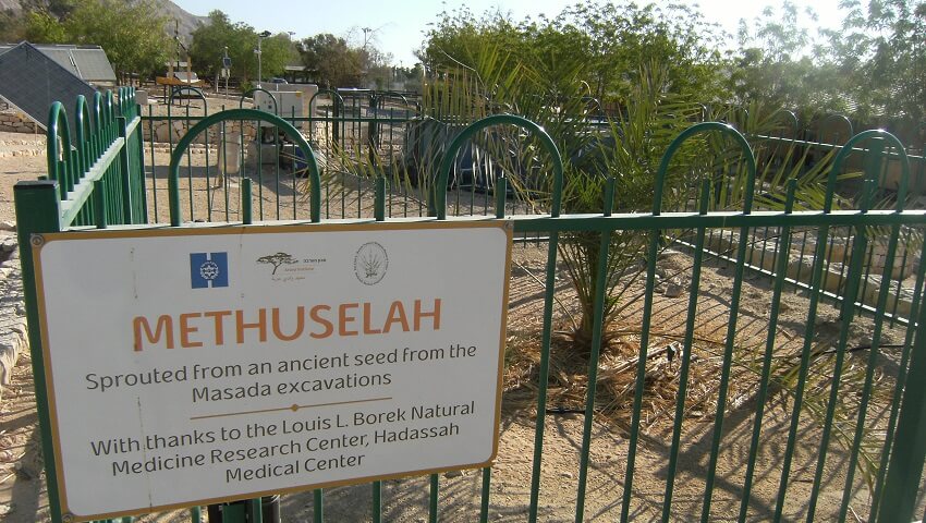 A date palm behind a green fence. A sign says "methuselah"