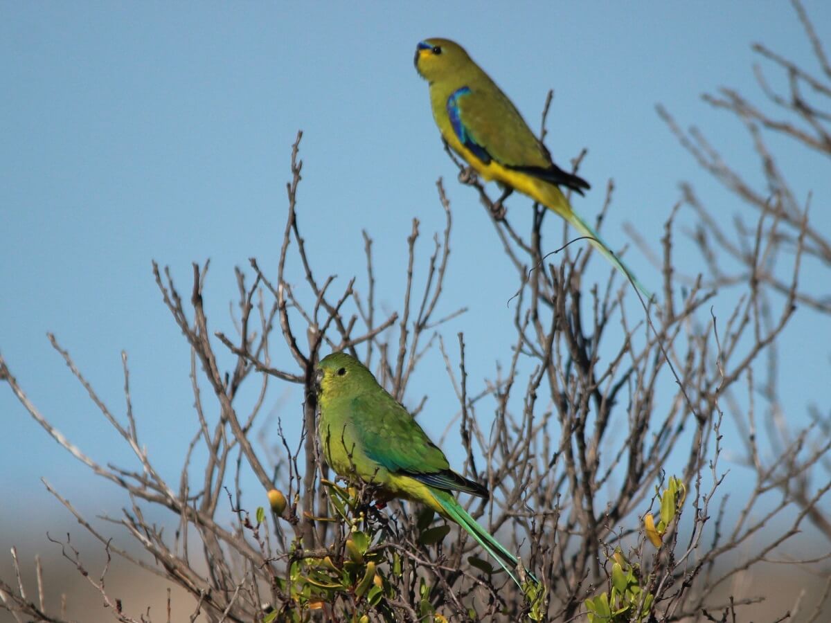 Obp with closely related elegant parrot behind bob green one off use only credit bob green small