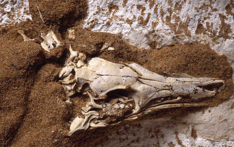 Photograph of fossilized shuvuuia deserti skeleton by mick ellison amnh 1 dmall