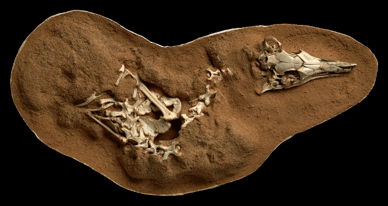 Photograph of fossilized shuvuuia deserti skeleton by mick ellison amnh 2 1 small