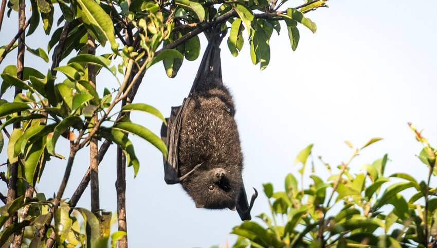 a flying fox hanging upside down from a tree in the day time