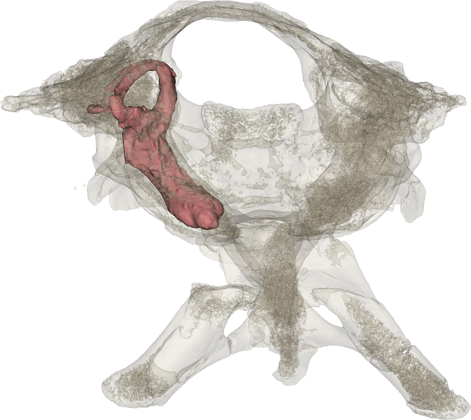Shuvuuia deserti skull ct scan showing lagena