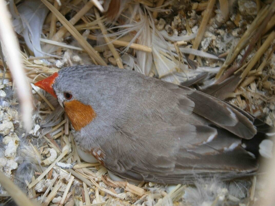 A grey bird in a nest. The bird has an orange beak and orange chin