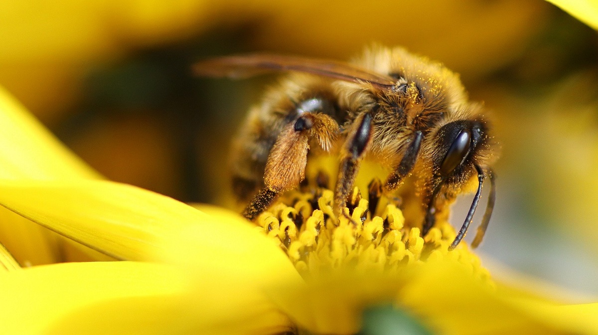 Pollen patties could help save pollinators Cosmos Magazine