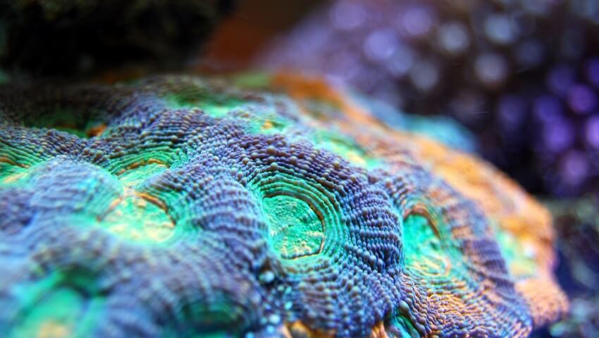 Colourful coral