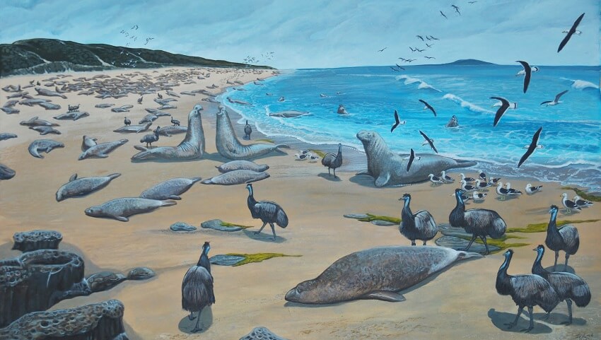 Animals on a beach illustrated. There are large grey animals with flippers lying on the beach. Emus stand next to them, and are about as tall as the seal. There are seagulls flying.
