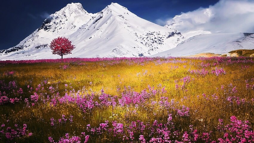 purple flowers growing in ywllow grass. There is a purple tree. There are mountains in the back