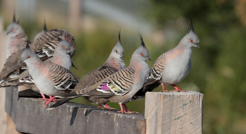 Crested pigeons on a fence.