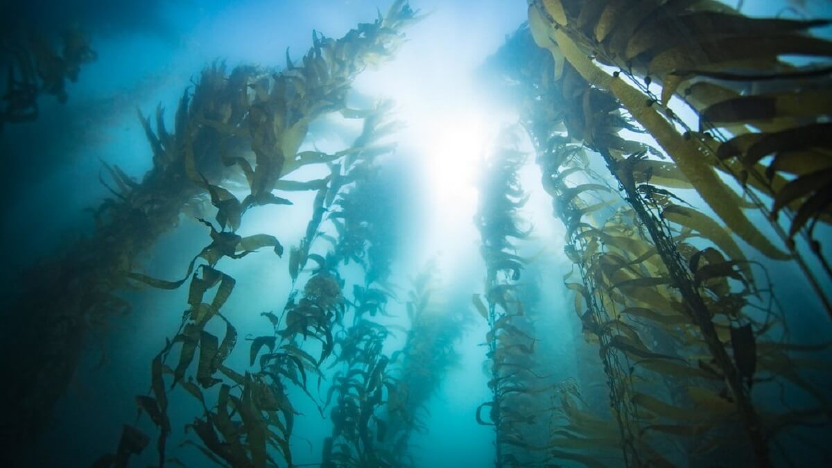 Giant kelp forests off the cliffs of La Jolla.