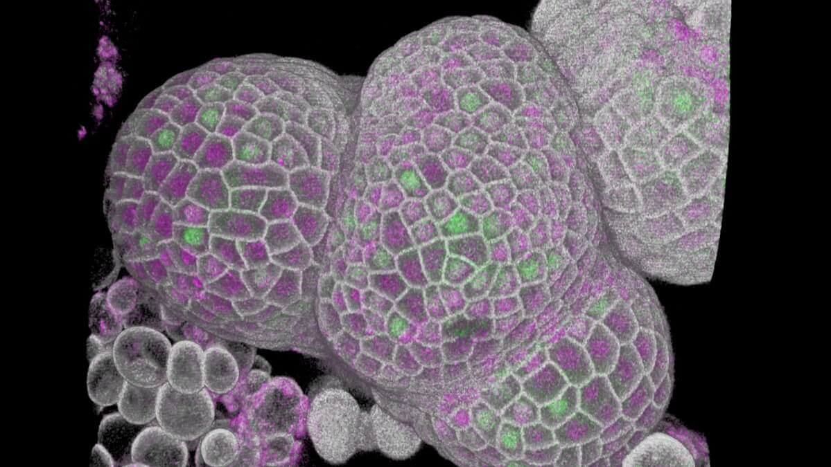 How do cells regulate their size?