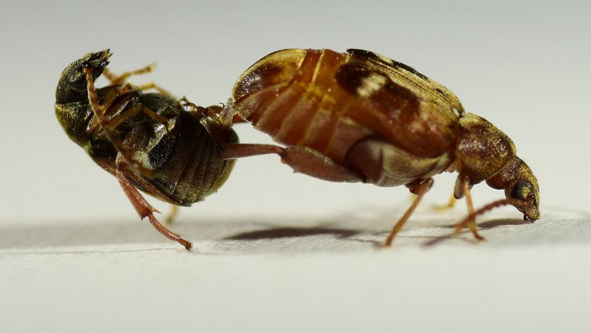One big beetle kicking another beetle away
