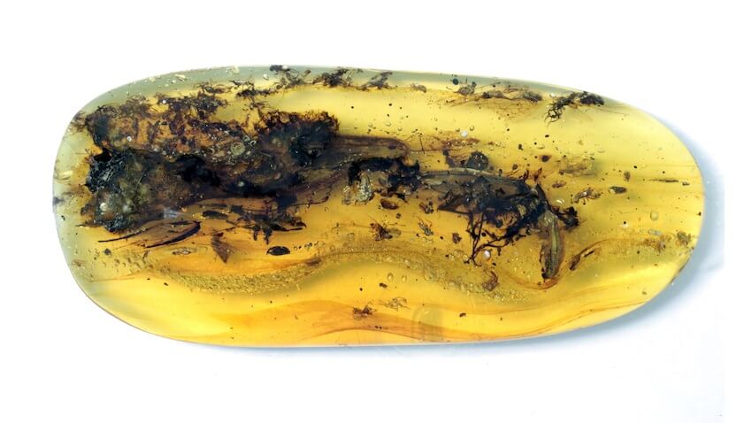 lizard specimen preserved in amber (previously thought to be a bird)