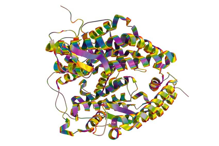 An illustration of the human ace2 receptor protein.