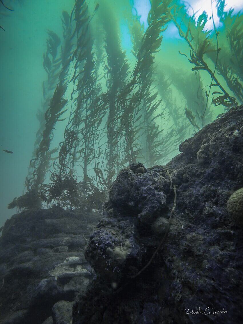 Underwater giant kelp forests