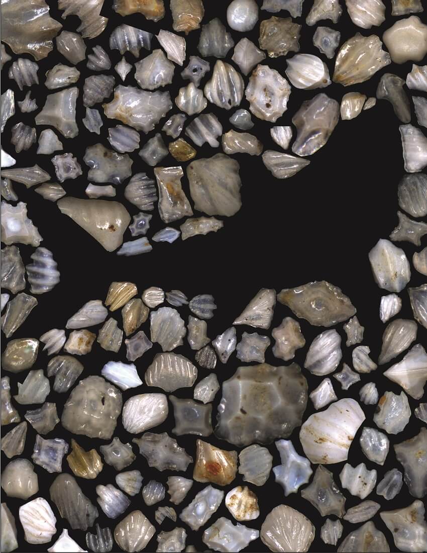 A subset of shark fossil dermal denticles described in the study.