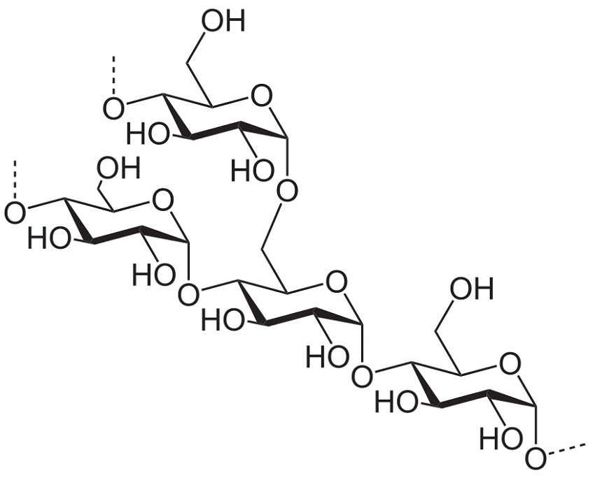 Amylopectin: similar polymer to amylose, but containing branches