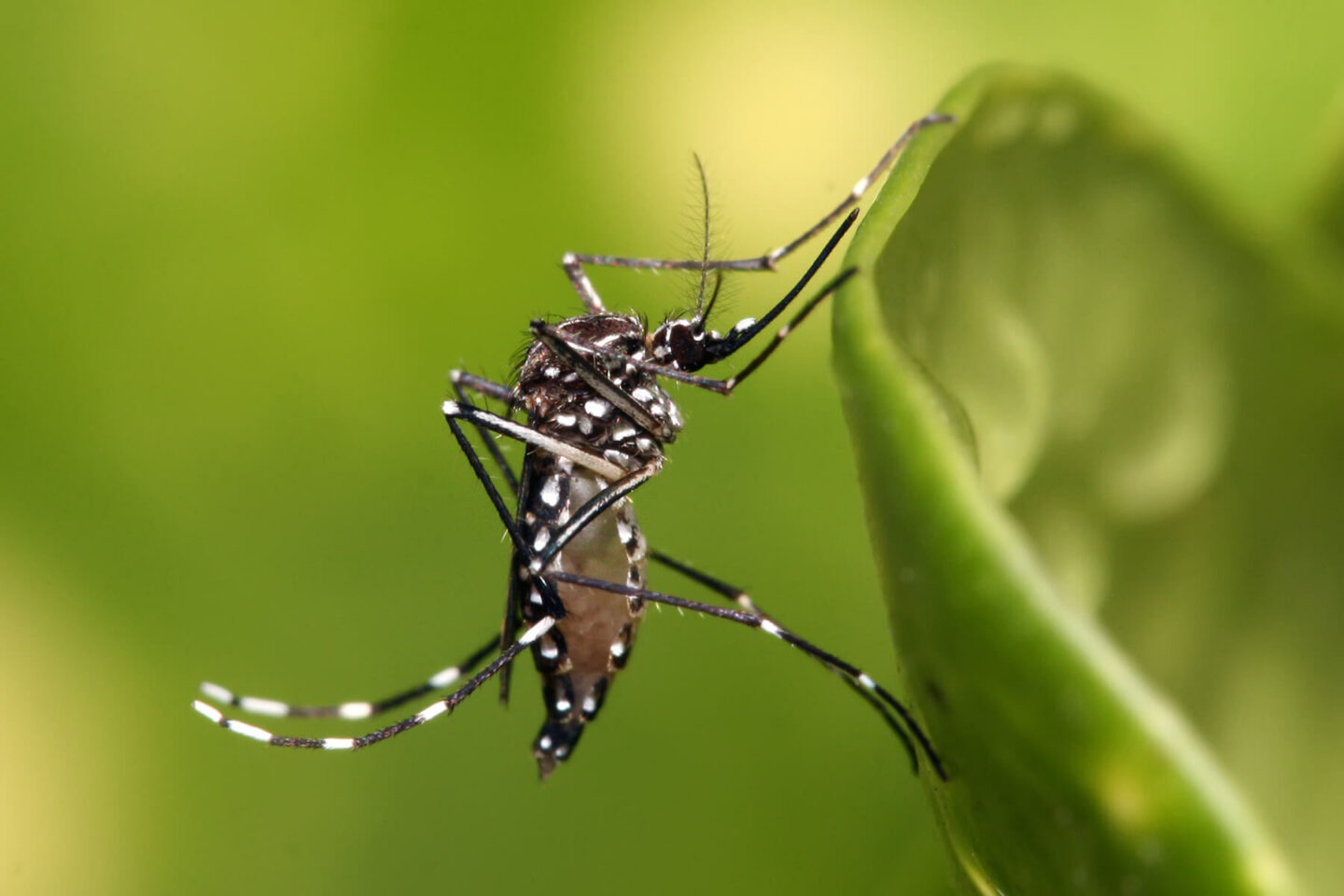 Aedes aegypti wikimedia commons 1