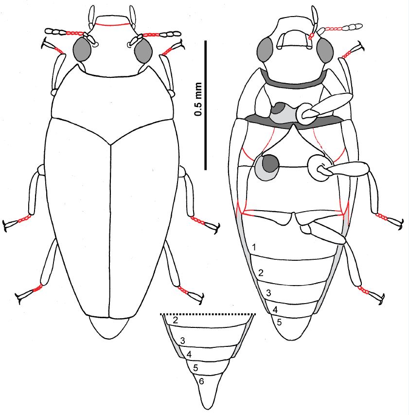 A schematic drawing of a beetle. It is 1. 5cm