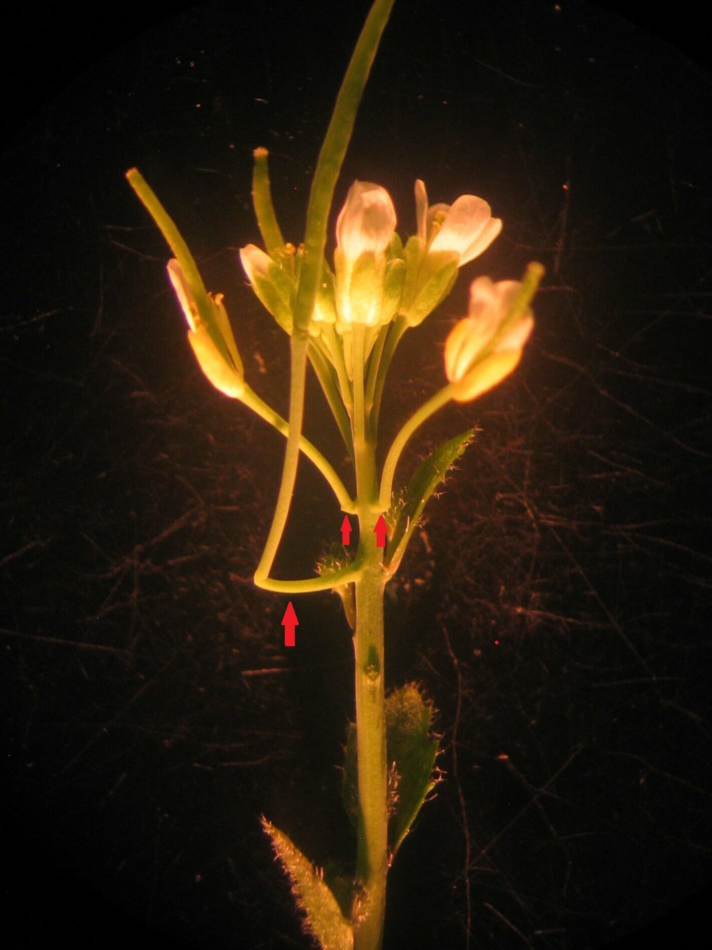 Cantils, so named for their cantilever function of supporting the flower-bearing stalk, are newly reported plant structures that develop in wild-type arabidopsis as a consequence of delayed flowering under short-day lengths.