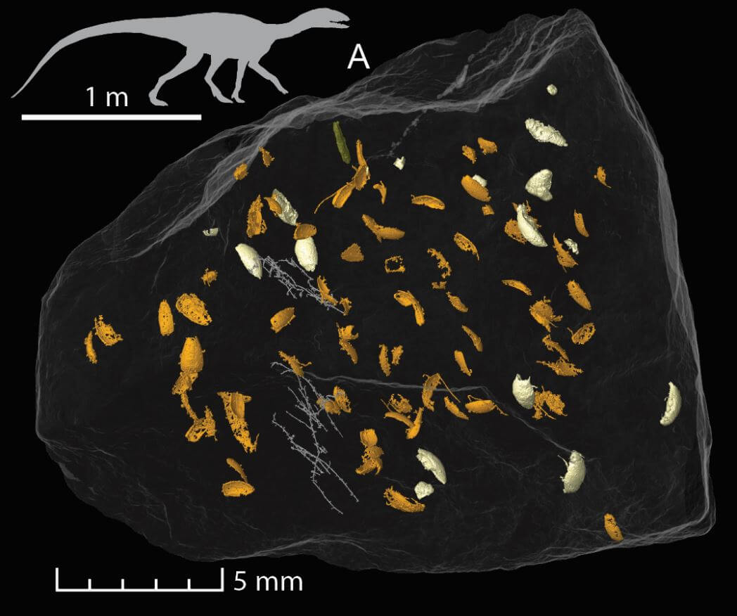 Coprolite with contents and silesaurus silhouette credit qvarnstrom et al 1