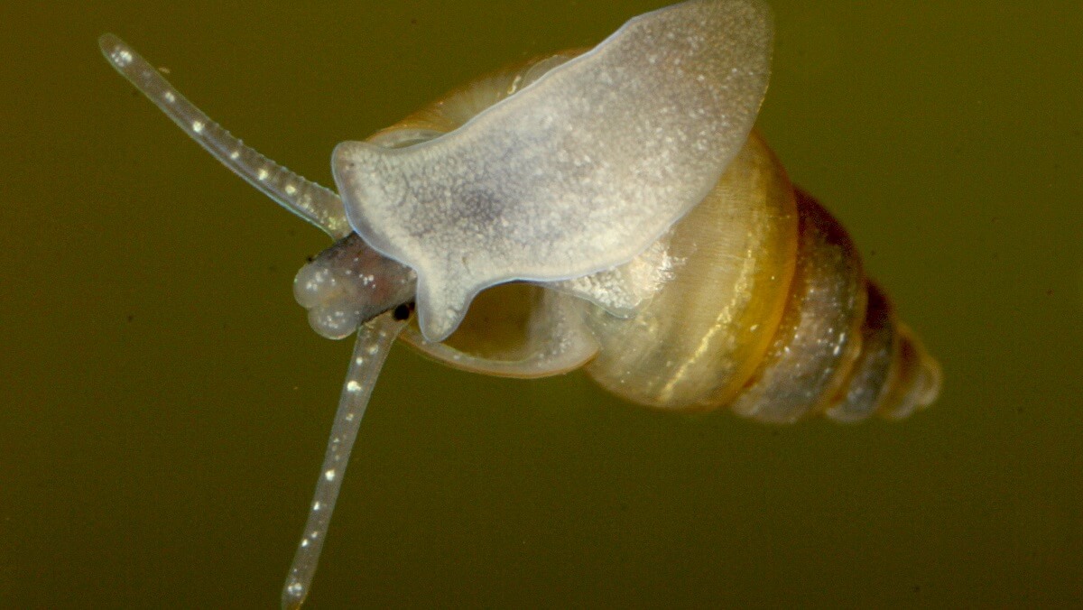 A snail pictured from below